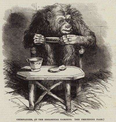 チンパンジー、動物園 作： Harrison William Weir